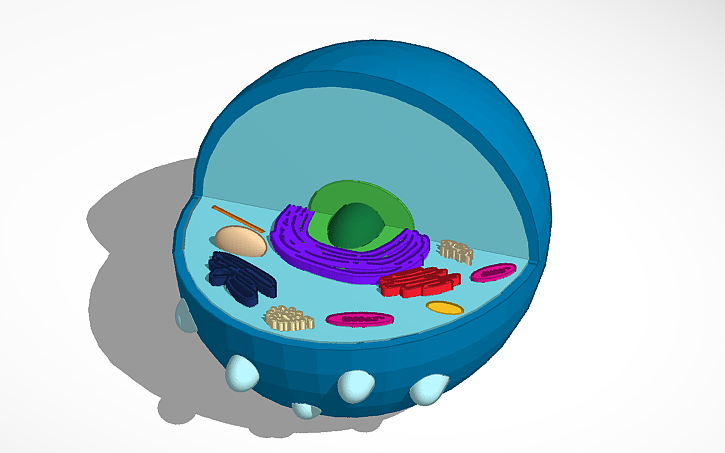 3D design CELL | Tinkercad