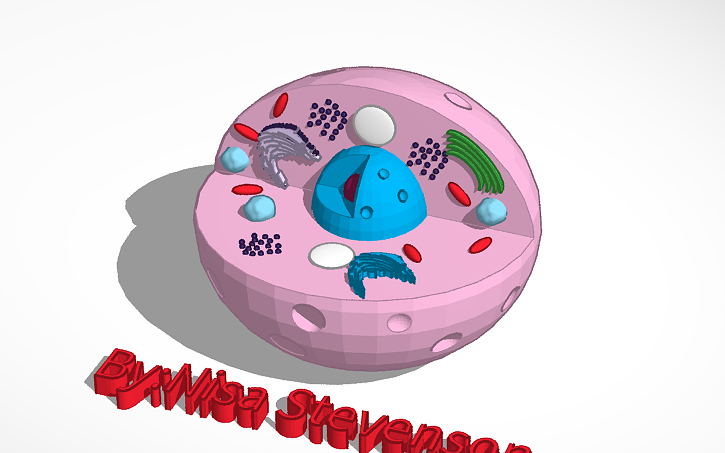 3D animal cell | Tinkercad 3D animal cell | Tinkercad