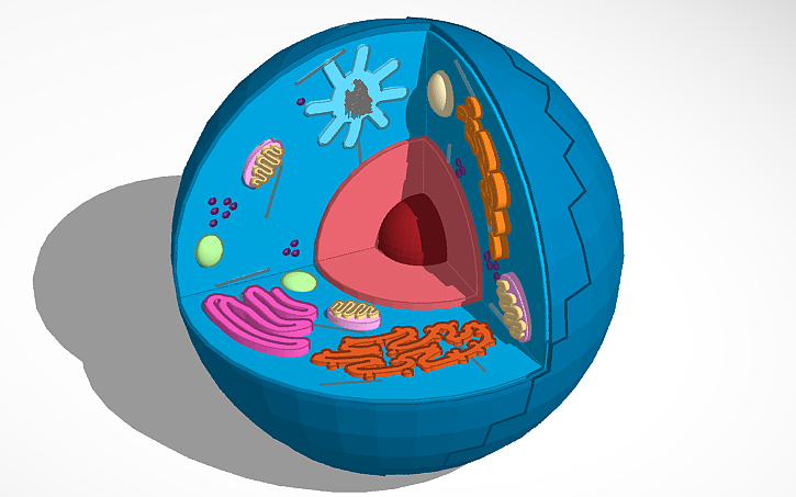 Test Cell Tinker 3D design 3D Model of Animal Cell - TEAM 10 | Tinkercad