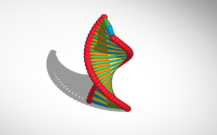 3D design DNA이중나선 구조 - Tinkercad