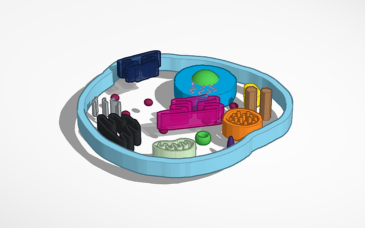 Test Cell Tinker 3D design animal cell julia b - Tinkercad