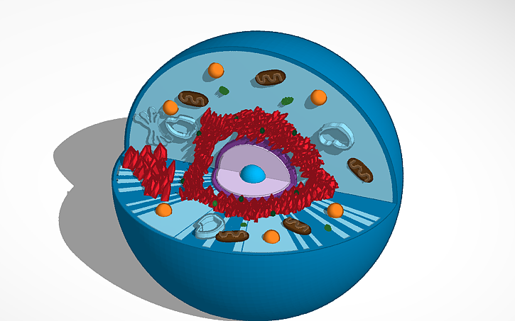 3D design Cell project | Tinkercad