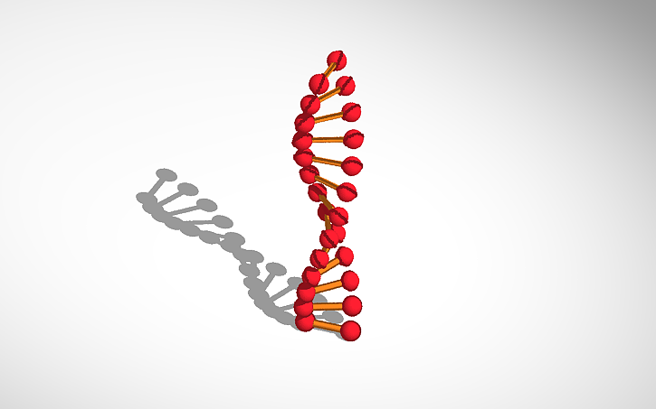 3D design DNA Modeli | Tinkercad