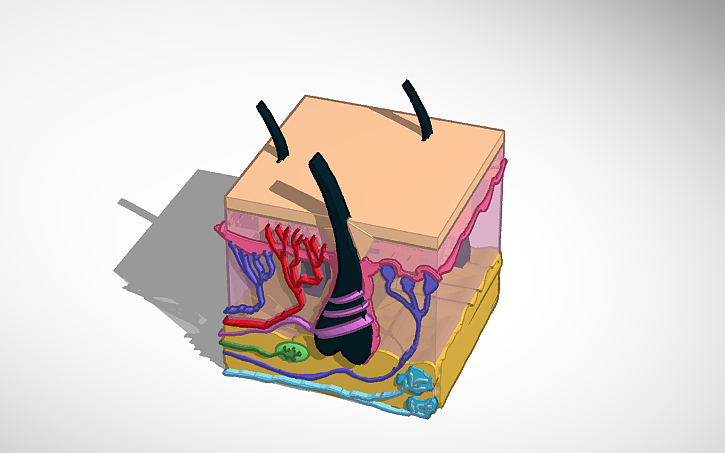 3D design Biology: Skin Receptors (3D) | Tinkercad