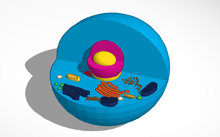 3D design Eukaryotic animal cell | Tinkercad