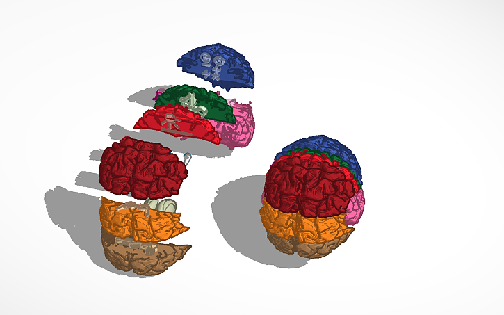 3D design Kyle & Sam-Brain Art | Tinkercad