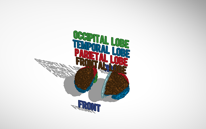 3D design Nathan Rammel Brain | Tinkercad