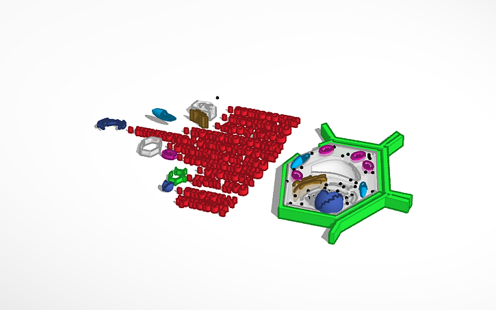 Plant Cell Model Tinkercad