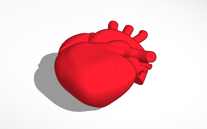 3D design Copy of Model of Human Heart - Tinkercad