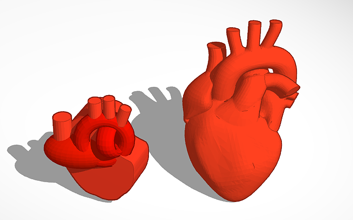 3D design Heart model - Tinkercad