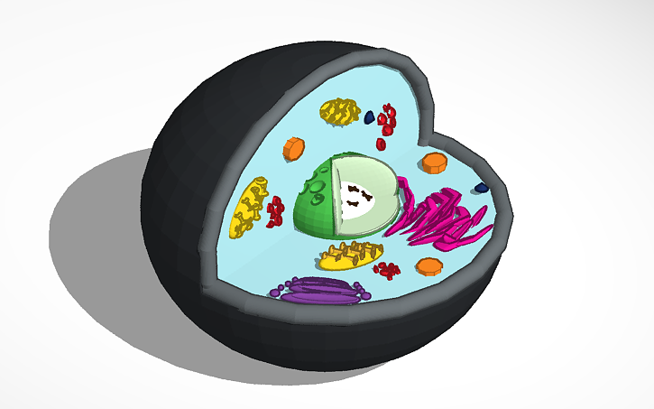 Animal Cell Model Tinkercad