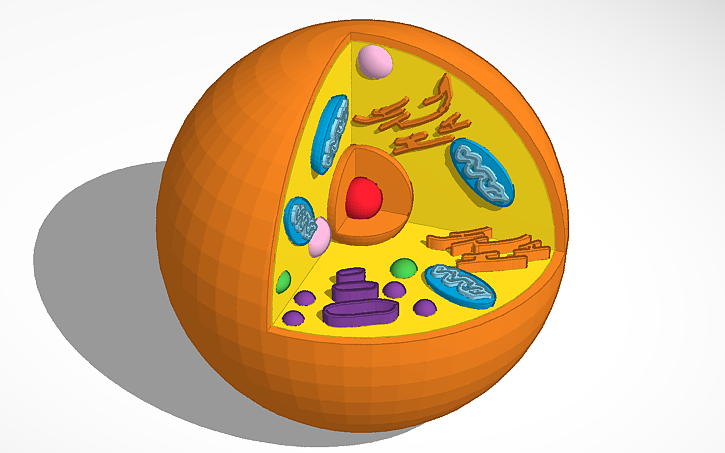 Thinkercad Science 3D design science project | Tinkercad