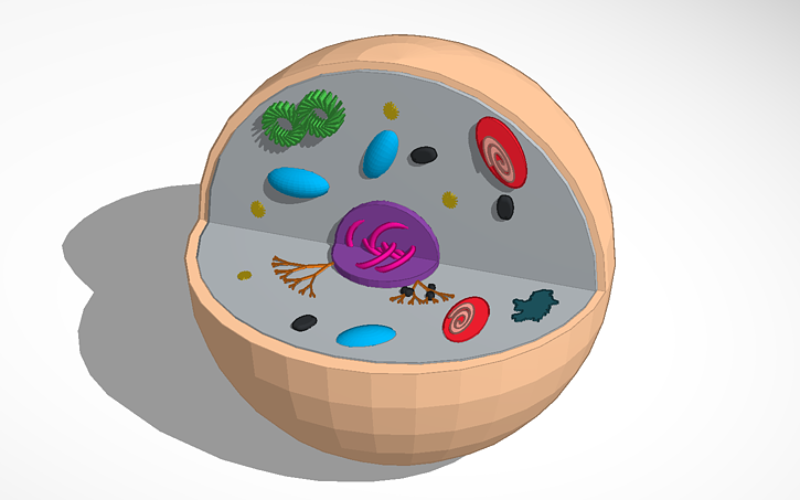 Fintan Stengel Animal Cell | Tinkercad Fintan Stengel Animal Cell | Tinkercad