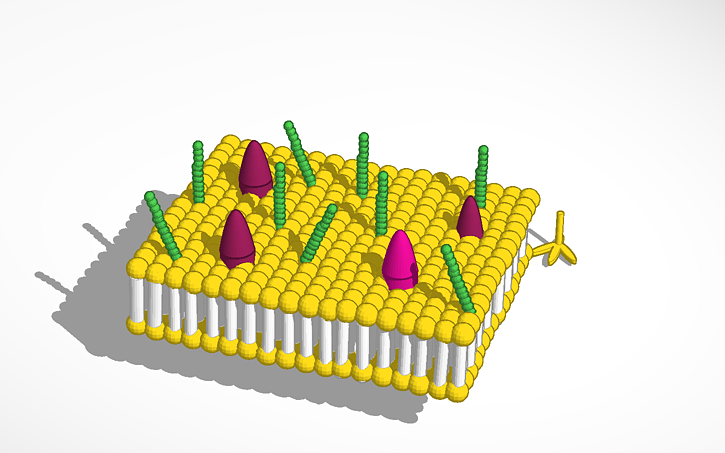 Cell Membrane Tinkercad