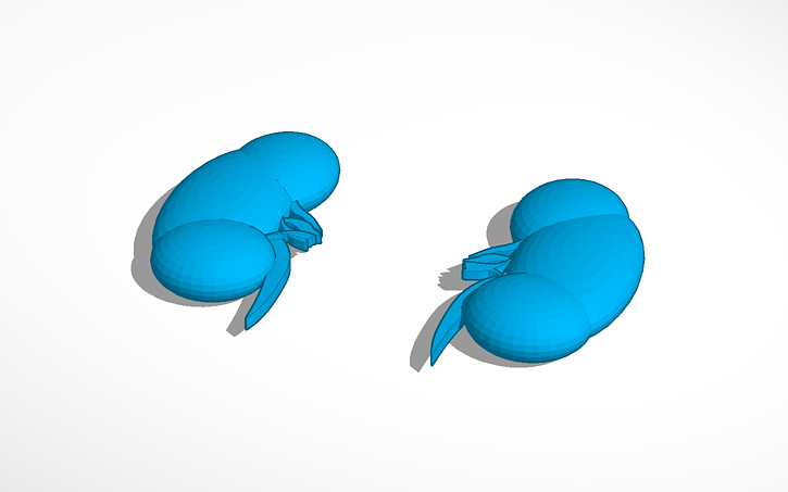 kidney tinkercad kidney tinkercad