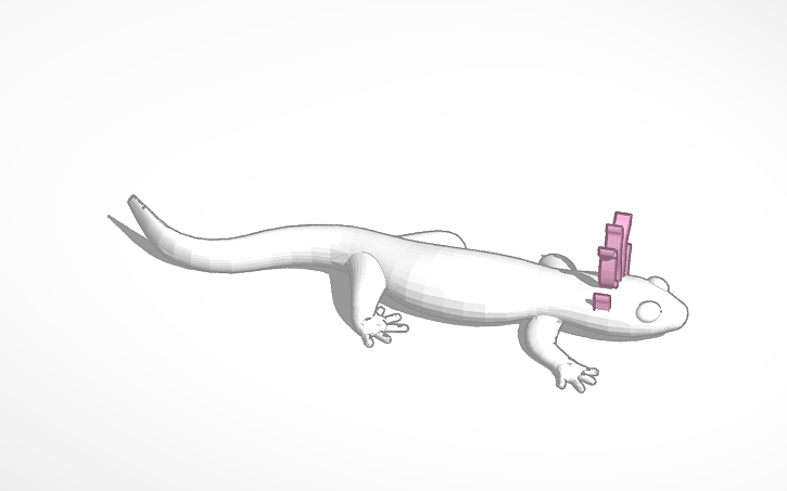Salamanders - - Alles over dieren
