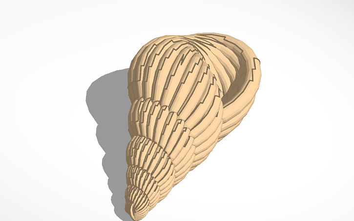 3D design Shell - Tinkercad