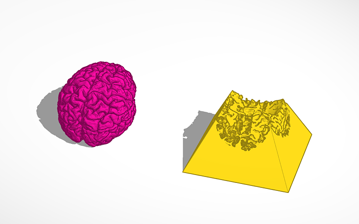 3D design Hollow-ish Human Brain - Tinkercad