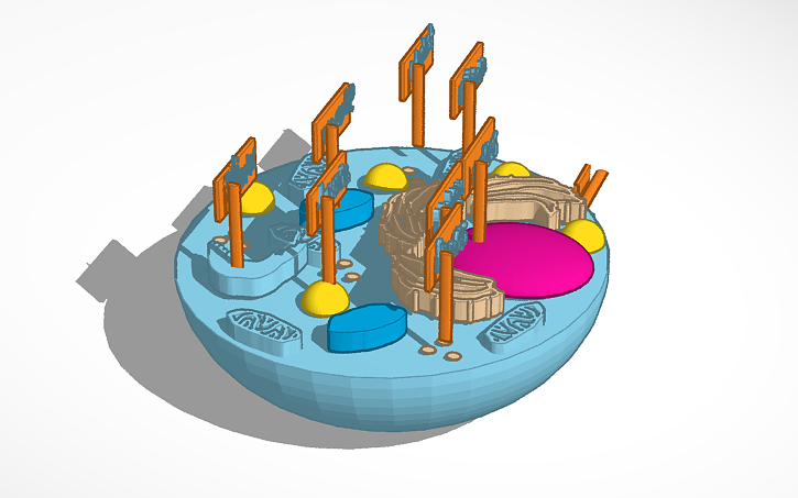 Test Cell Tinker 3D design animal cell - Tinkercad
