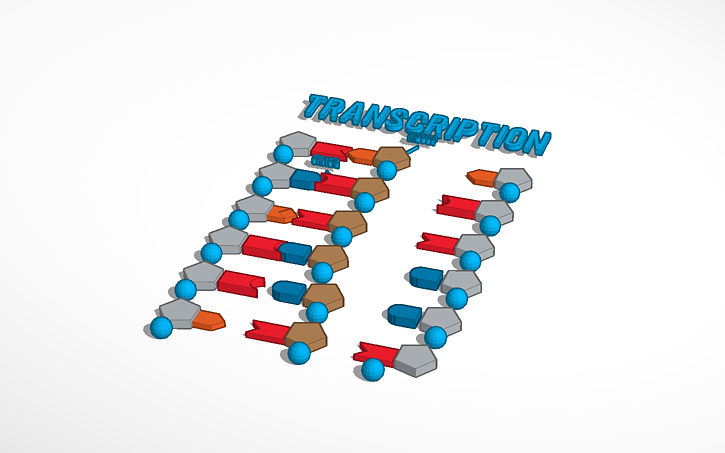 3D design Transcription | Tinkercad