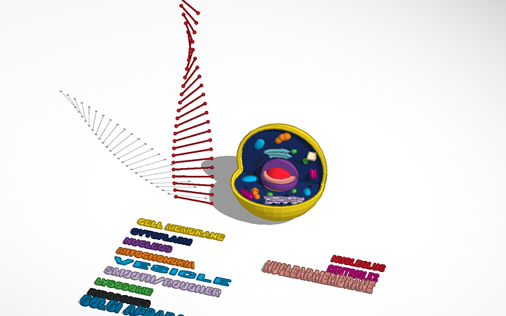 Al Su Esu E Animal Cell Model Project Tinkercad