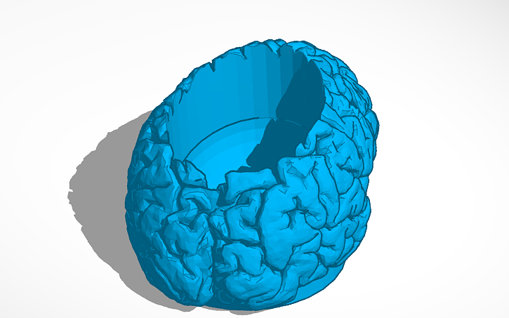 3D design Brain - Tinkercad