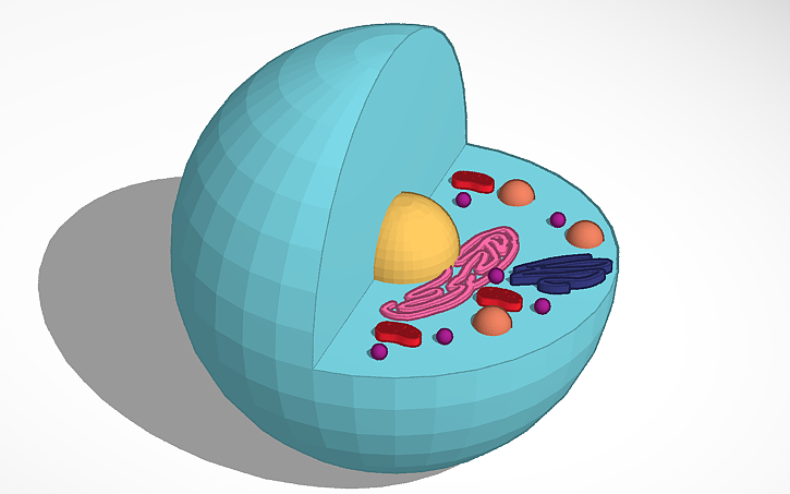 3D design 6th Grade Science Cell Model Example - Tinkercad