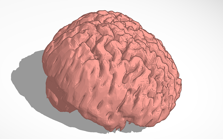 3D design Copy of Human - Brain - Tinkercad