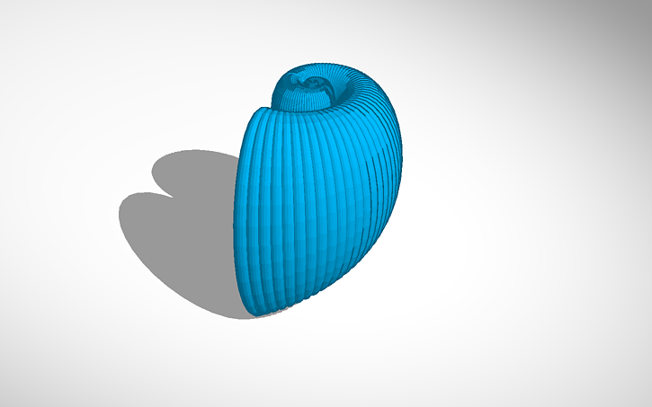 3D design A Shell - Tinkercad