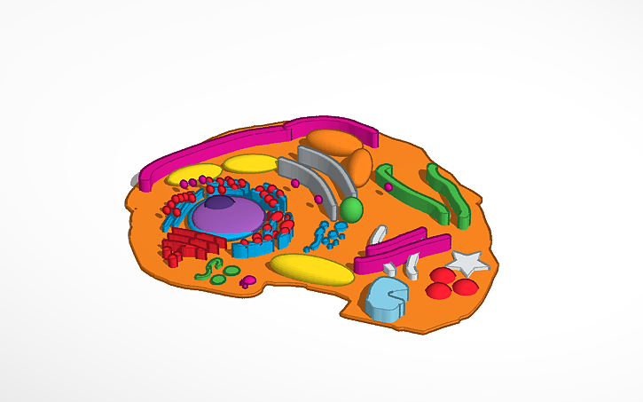 3D design Human cell - Tinkercad