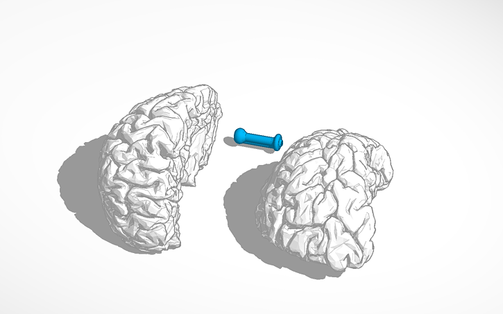 3D design Brain L+R - Tinkercad