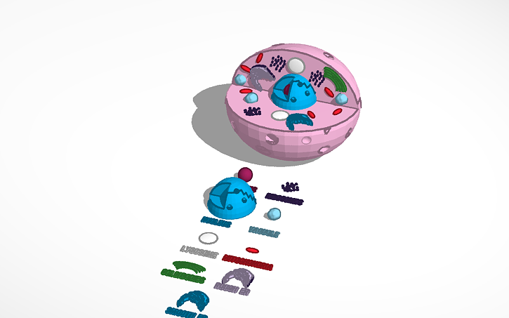 Animal Cell 3d Model Tinkercad