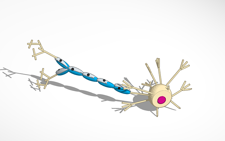 3D design Challenge Neuron Model - Tinkercad