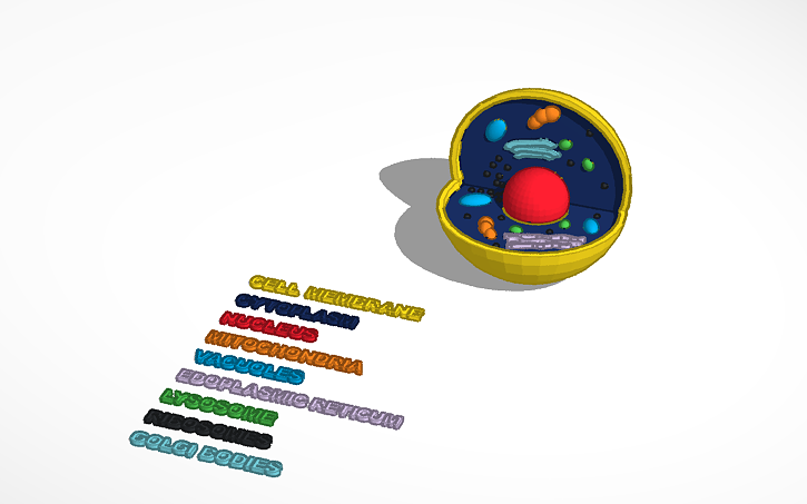 Jack S Animal Cell Model Project Tinkercad