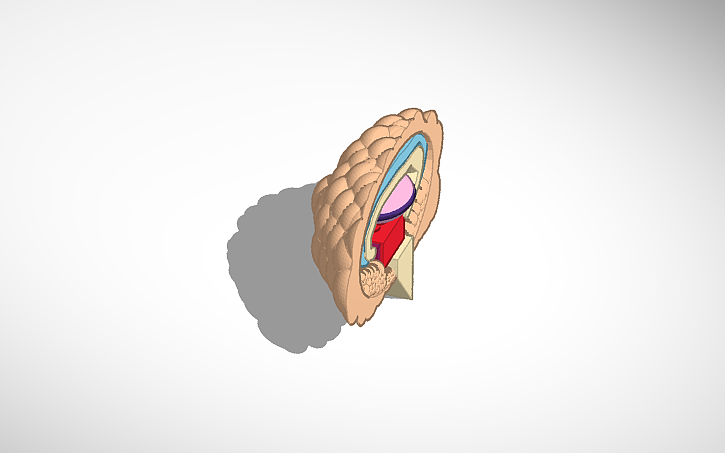 3D design Brain - Tinkercad