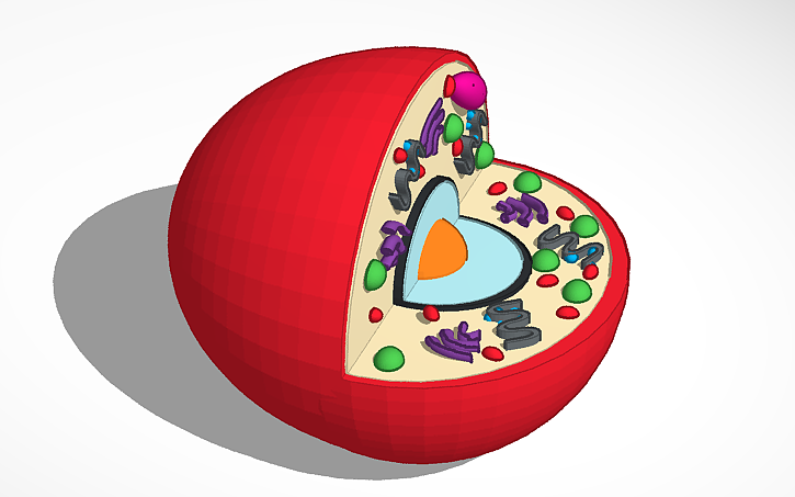 3D design Animal Cell - Tinkercad