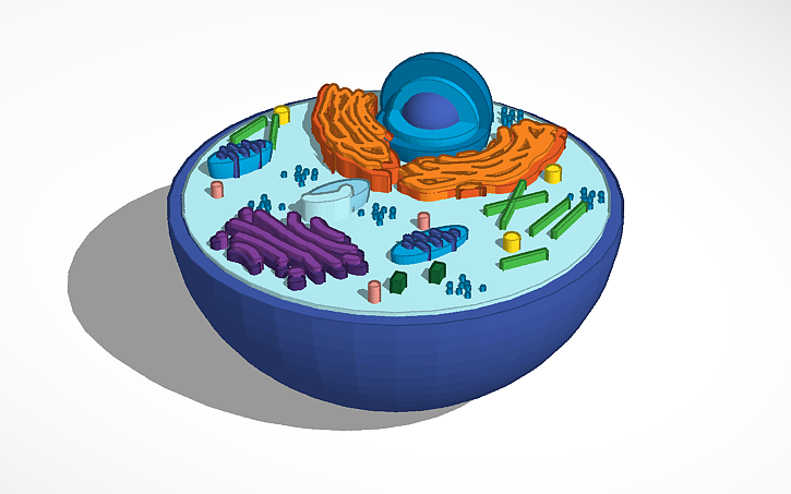 3D design Animal Cell - Tinkercad