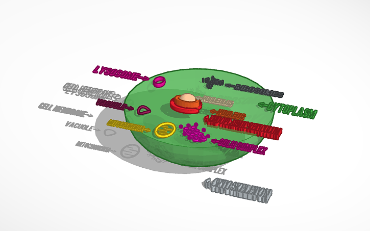 Animal Cell Model | Tinkercad
