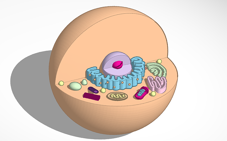 3D design CELULA EUCARIOTA ANIMAL | Tinkercad