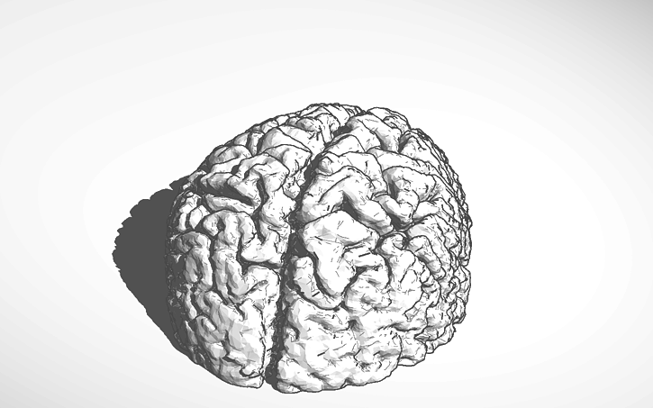 3D design Copy of 3D BPC Brain - Tinkercad