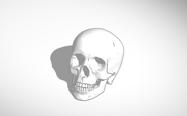 Human Skull Tinkercad Human Skull Tinkercad