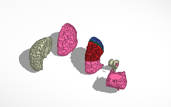 3D design Copy of Copy of Brain Art Project - Tinkercad