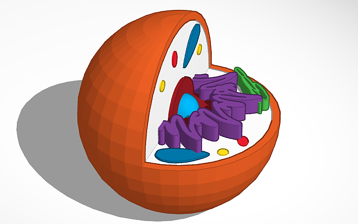 3D design Eukaryotic Cell Model - Tinkercad