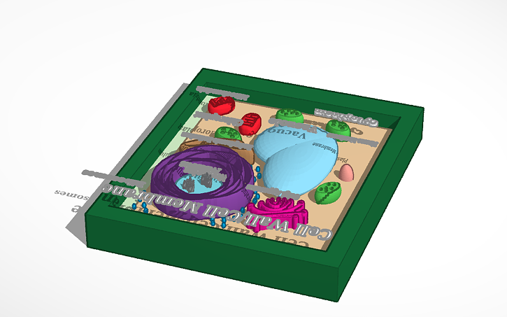 Plant Cell Labeled Tinkercad