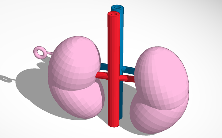 kidney tinkercad kidney tinkercad