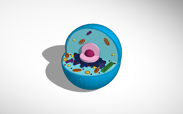 3D design Célula Eucariota Animal - Tinkercad