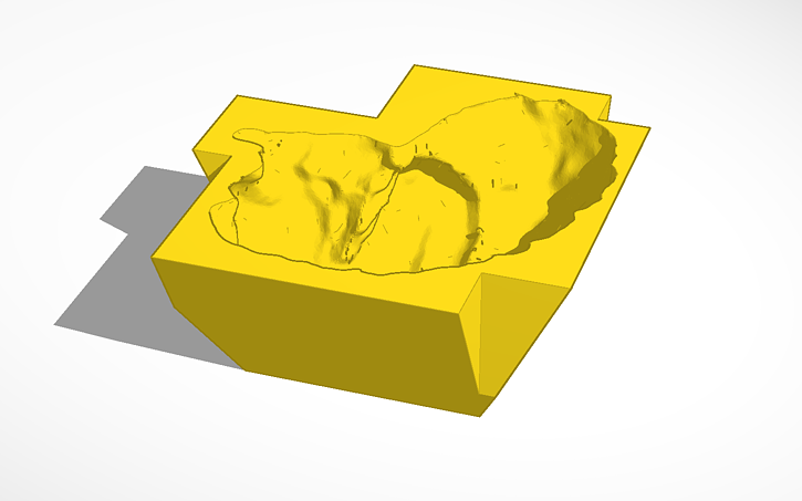 3D design Brain - Tinkercad