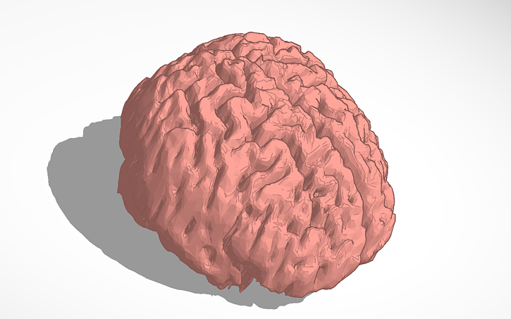 3D design Dannys brain | Tinkercad