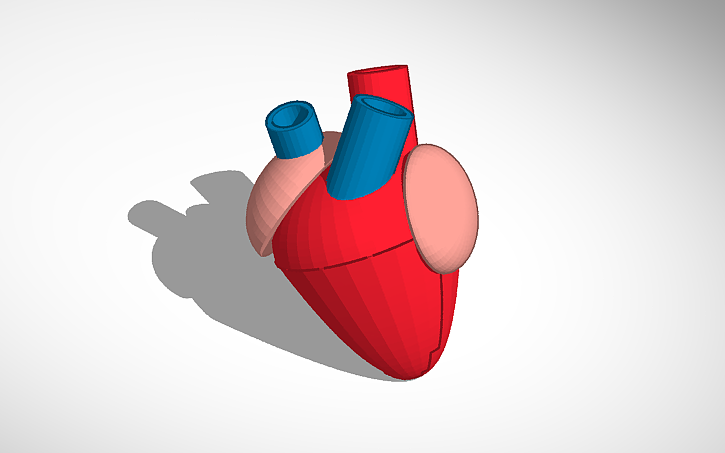 3D design Human Heart - Tinkercad