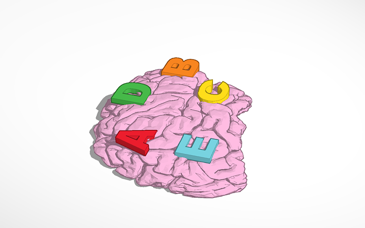 3D design Summer's Brain #1 | Tinkercad